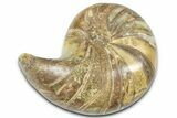 Cut & Polished Jurassic Nautilus Fossil (Half) - Madagascar #365521-1